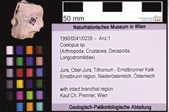 Foto (Objekt + Etiketten) von Coelopus sp. (NHMW-GEO-1990-0041-0239)